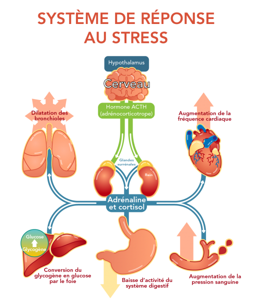 Réaction physiologique du stress sur le corps